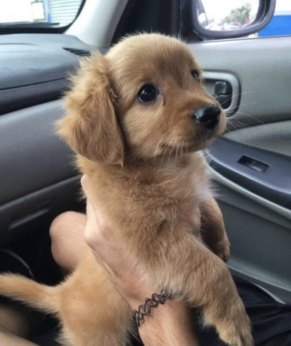 gIitering's tweet image. you can never see too many dog threads. drop pictures of your dogs and bless everyones timelines 🥺