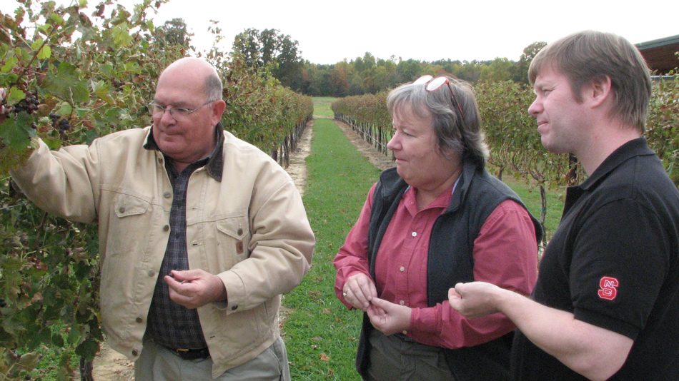 NCStateCALS's tweet image. With decades spent working in the U.S. #winegrape industry, congrats to @NCStateHort Professor Emerita Sara Spayd on receiving the &quot;Award of Merit&quot; from @ASEVtweets! Learn more about the impact of her work: ncst.at/eDLHpQ