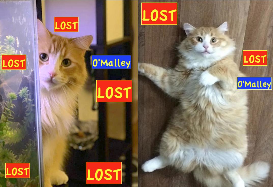 Fluffy *Indoor* ORANGE &amp; WHITE CAT LOST near <a href="/CopperwoodLeth/">Copperwood</a> WEST - 'O'MALLEY got spooked and ran out of the house on July 12😿   facebook.com/LethbridgeAndA… *PLEASE RT* #YQL