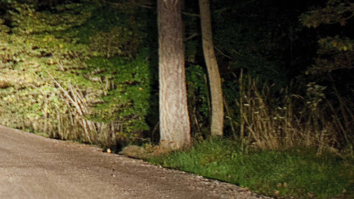 TheOnion's tweet photo. Panicked Tree Freezes In Headlights As Car Barrels Toward It https://t.co/go4XZ5fYLi https://t.co/DVXyNmrhJK