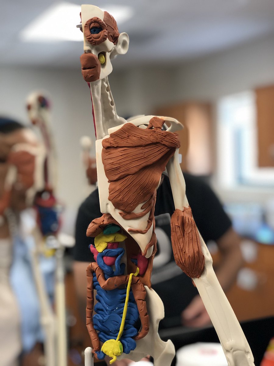 MrsTLLarkin's tweet image. .#larkinHBSkids #jchslife yup it’s a muscular kinda day ~ #learnthroughprocess have you thought up a name for your maniken yet? #buildingmuscles #betterthankearningthroughatextbook can’t wait