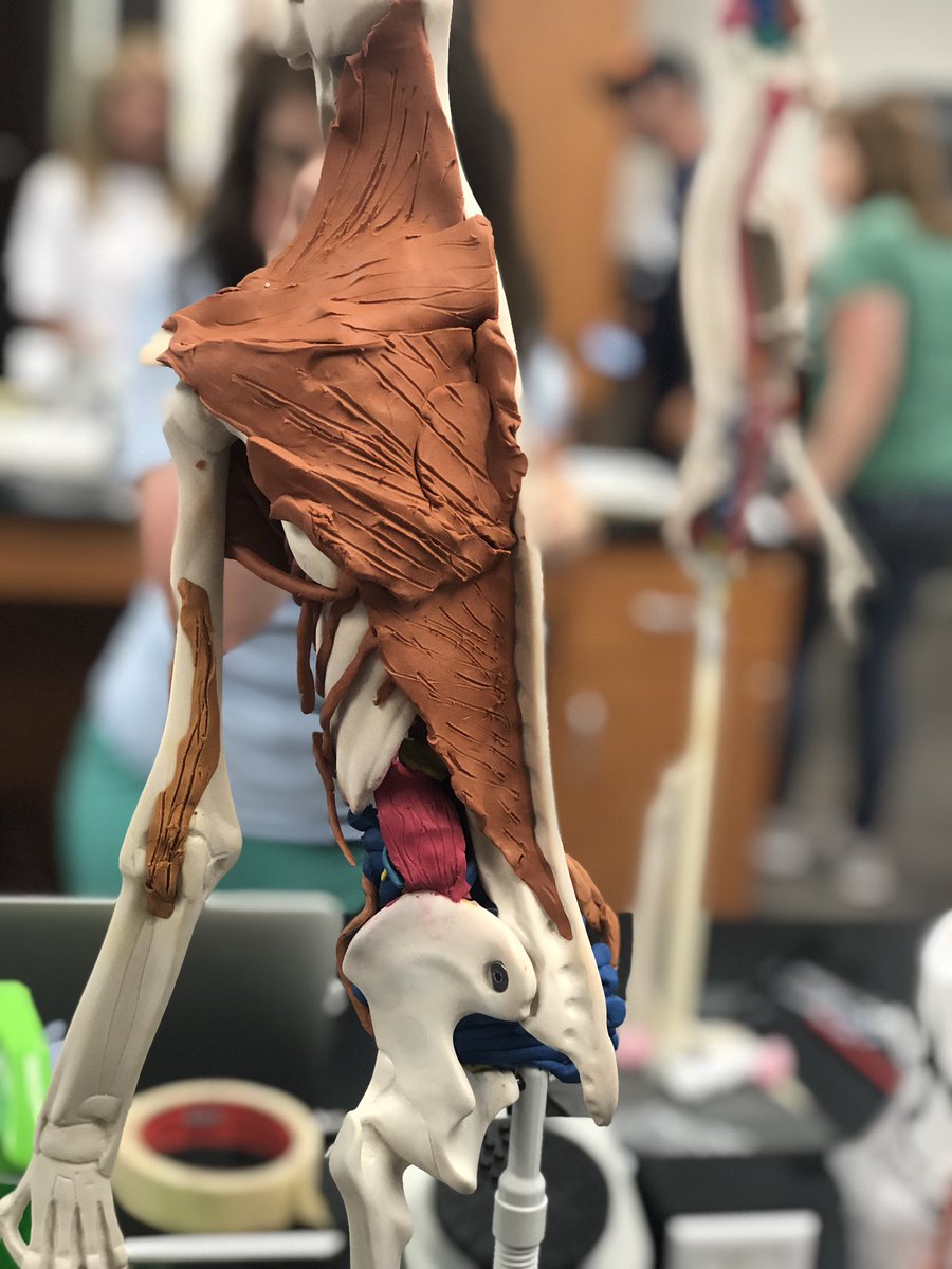 MrsTLLarkin's tweet image. .#larkinHBSkids #jchslife yup it’s a muscular kinda day ~ #learnthroughprocess have you thought up a name for your maniken yet? #buildingmuscles #betterthankearningthroughatextbook can’t wait