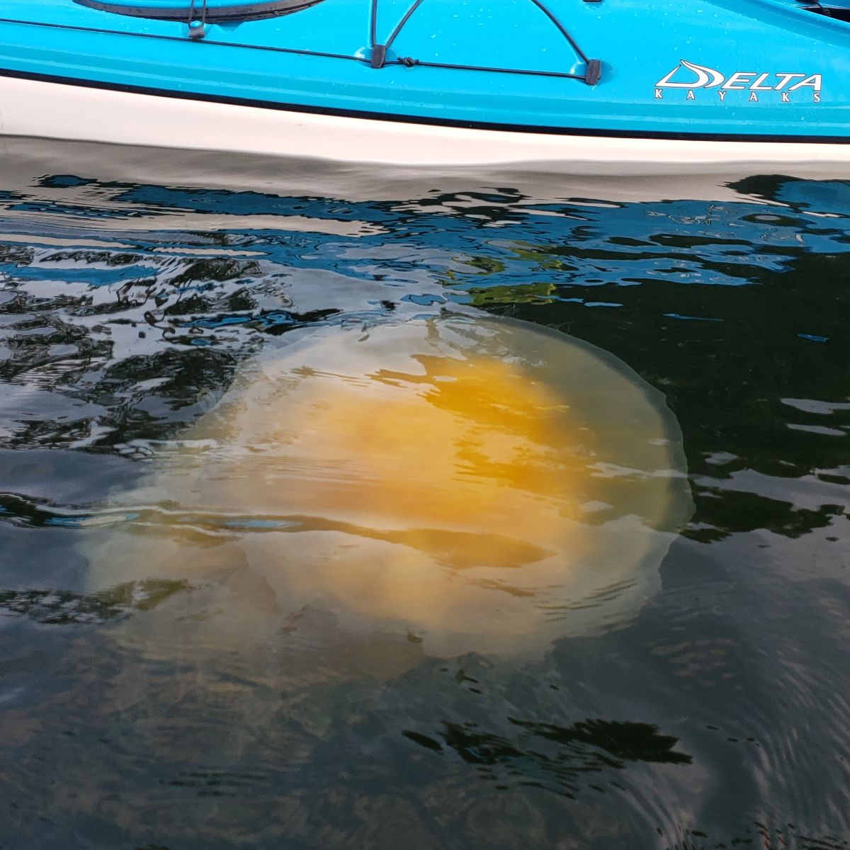 HMSeaKayaks's tweet photo. Paddler's Challenge #2 - https://t.co/D6MOfZeOfS https://t.co/7jjOCgCF6g