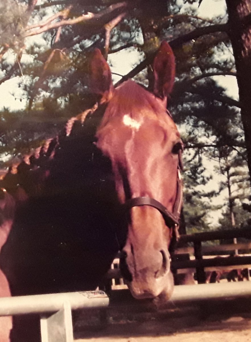 KANZ1981TMTC's tweet photo. #NationalILoveHorsesDay
#DoesntEveryone? https://t.co/emiF5i69Zu