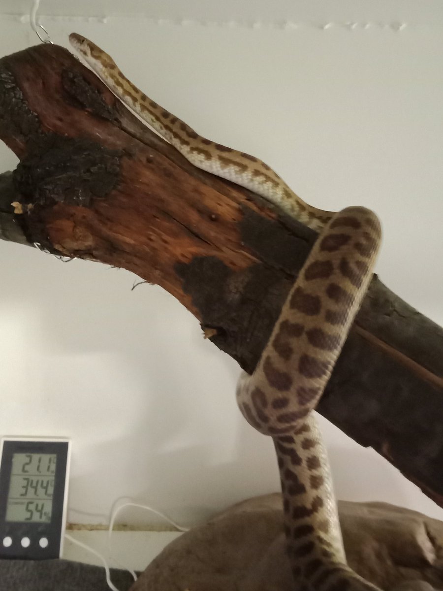 ReptileChickAU's tweet image. Happy world snake day! Not everyone appreciates these majestic beauties but they truly are amazing creatures and essential to the ecosystem. #worldsnakeday #aussiepythons #stimsonspython