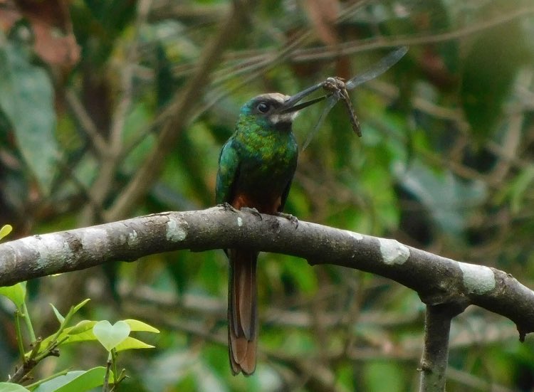 🇨🇴Jacamar Barbiblanco
🇺🇸White-chinned Jacamar 📚(Galbula tombacea)
#birdingcaquetá #caquetabirding #birdingtours #birdinguk #birdingcolombia #colombiabirding