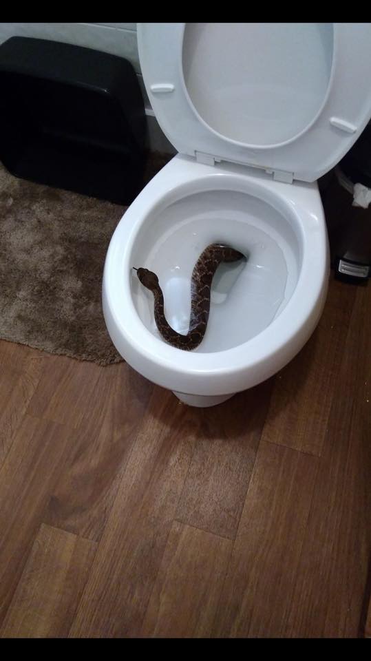 My vagina in snake Gigantic Snake