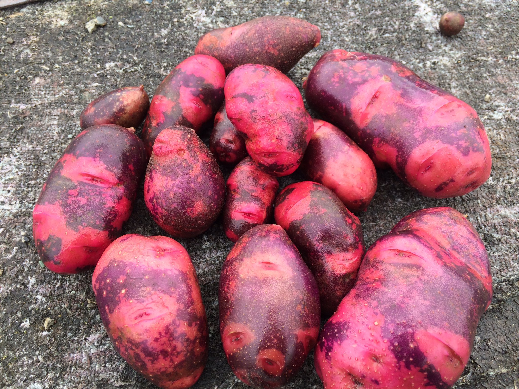 鈴木農園 遅いですが通称デストロイヤを収穫しました これジャガイモです 見た目は気持ち悪いですがめっちゃうまいです 正式名はグラウンドペチカです 家庭菜園 じゃがいも デストロイヤ T Co Xcxbquggy5 Twitter