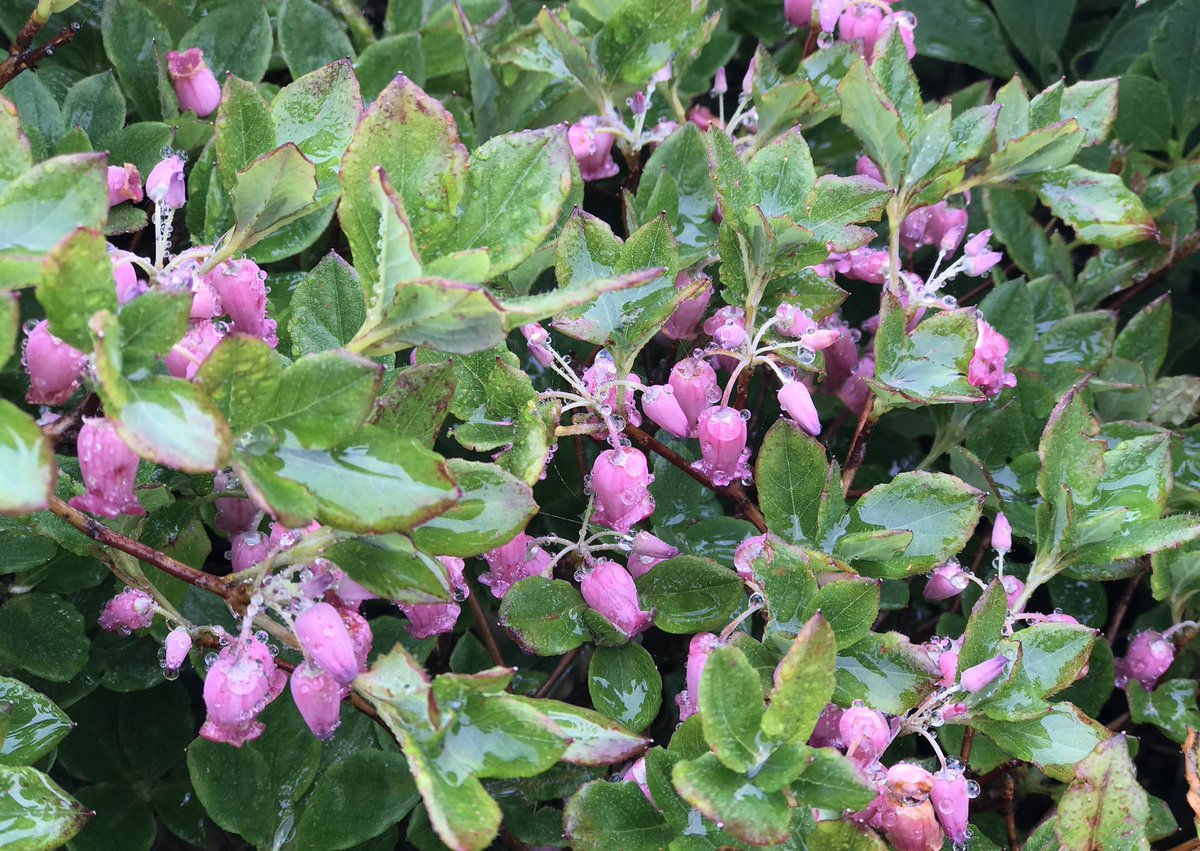 TKame321's tweet photo. 栗駒山の花 霧雨に濡れて。 https://t.co/zRzgQRPiqs