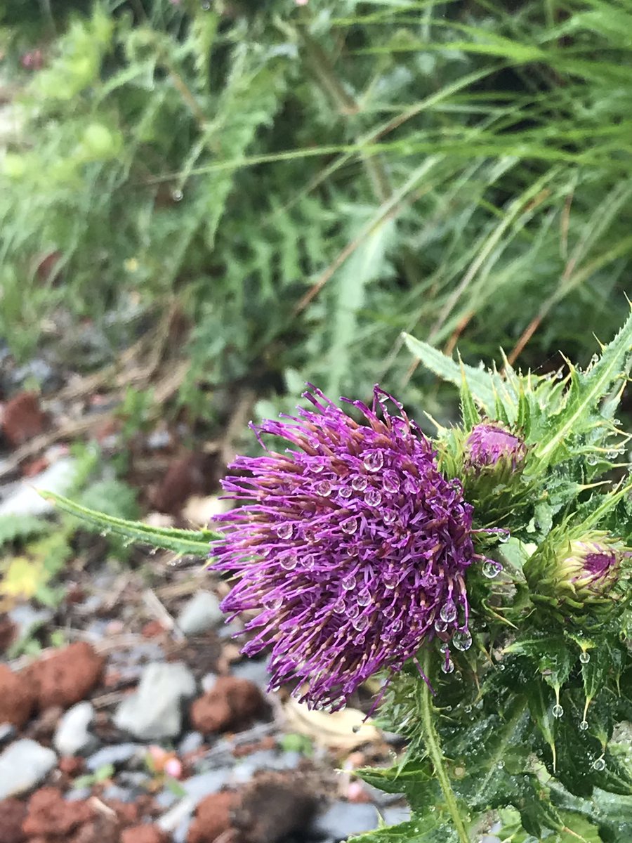 TKame321's tweet photo. 栗駒山の花 霧雨に濡れて。 https://t.co/zRzgQRPiqs