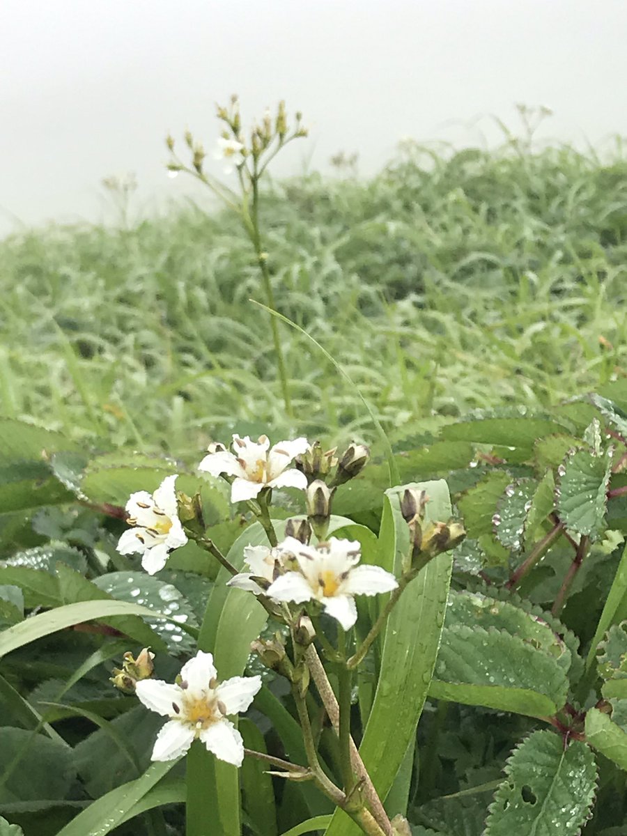 TKame321's tweet photo. 東栗駒山の花。
今年は残雪が多かったから、まだまだお花畑が楽しめる。 https://t.co/QVG3kSLF3N