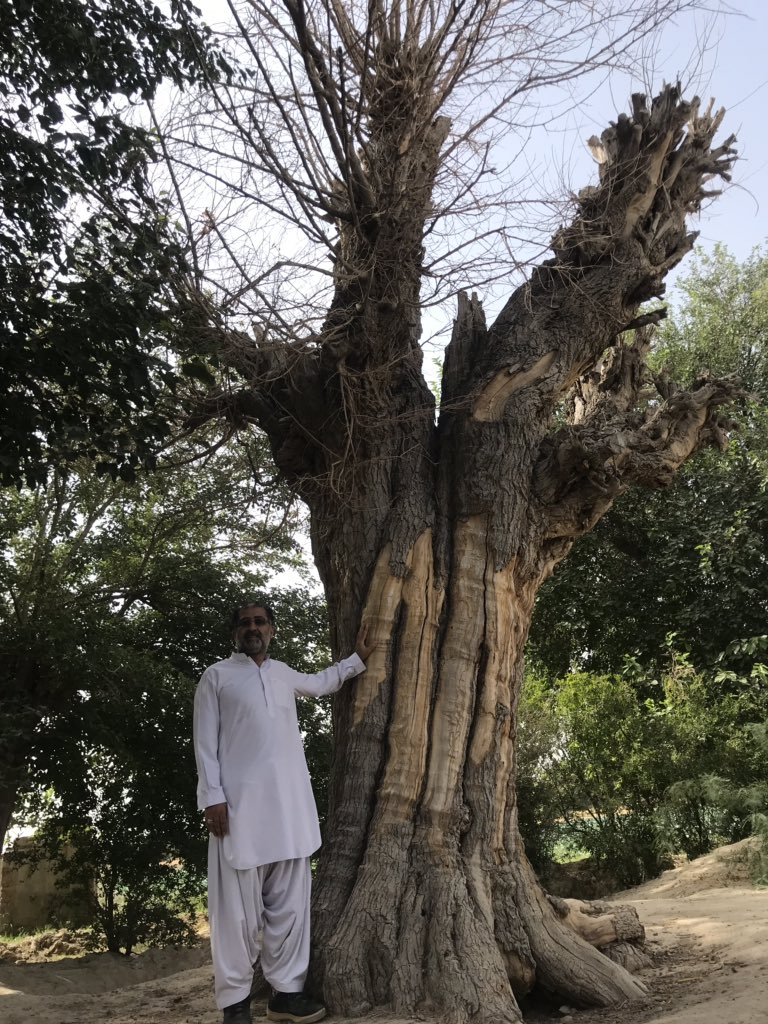 DrRaziqKakar's tweet photo. Old tree challenge in my homeland Borai, Arya Warsha. #oldtree. Karaiz exploration walk. My grandma (120th anniversary) told me she was a kid taking water from this #Godar and this mulberry tree was old enough that time. @SidiqDummar @AncientTreesATF @a_siab https://t.co/N65ZYnFepv
