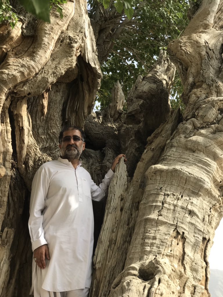 DrRaziqKakar's tweet photo. Old tree challenge in my homeland Borai, Arya Warsha. #oldtree. Karaiz exploration walk. My grandma (120th anniversary) told me she was a kid taking water from this #Godar and this mulberry tree was old enough that time. @SidiqDummar @AncientTreesATF @a_siab https://t.co/N65ZYnFepv