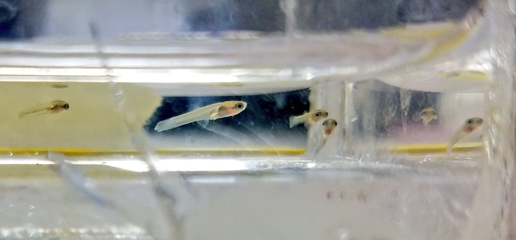 Sygnathids aren't the only #fish that give live birth - there are many others including the guppy family (Poeciliidae), halfbeaks (Hemiramphidae and Zenarchopteridae, and catfish (Auchenipteridae) . All of these groups independently evolved livebearing. #fishfact #coolfishfact