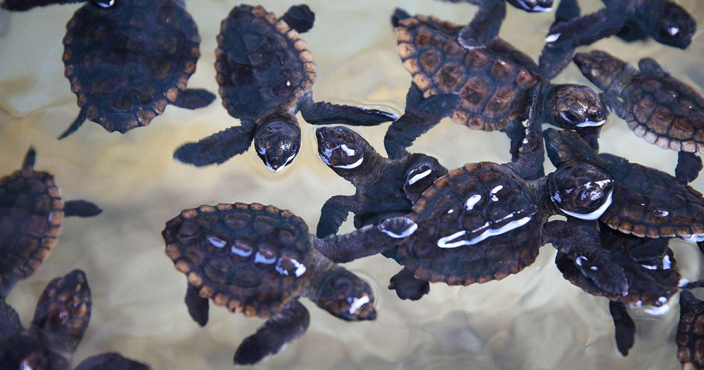 CBSNews's tweet photo. Rare sea turtles smash nesting records in parts of Southeast https://t.co/ilvXItXHmj https://t.co/0RnoEq8P9L