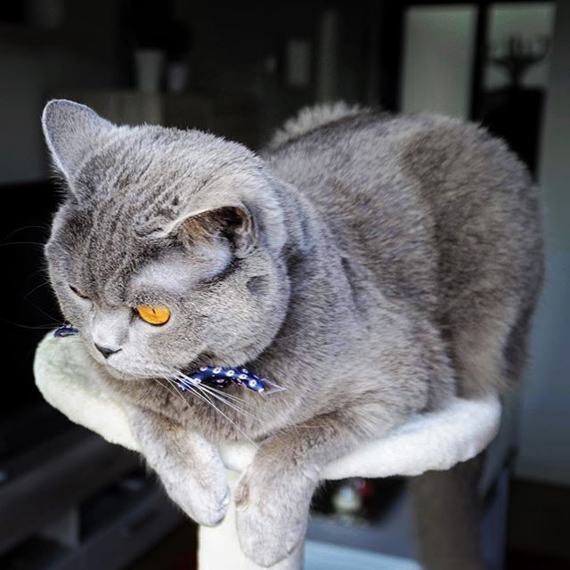 RonaldAndMarley's tweet photo. 🐱💭Today I’m demonstrating my best #meowga 🧘‍♂️🧘‍♀️ moves on the hoomans unused exercise equipment 😂 #monday #july #summer #summervibes #summertime #meow #miau #ronald #britishronald #bluebritish #bluebritishshorthair #britishshorthair #cutecat… https://t.co/EBcADPi5rp https://t.co/0Yg3cq4TUU