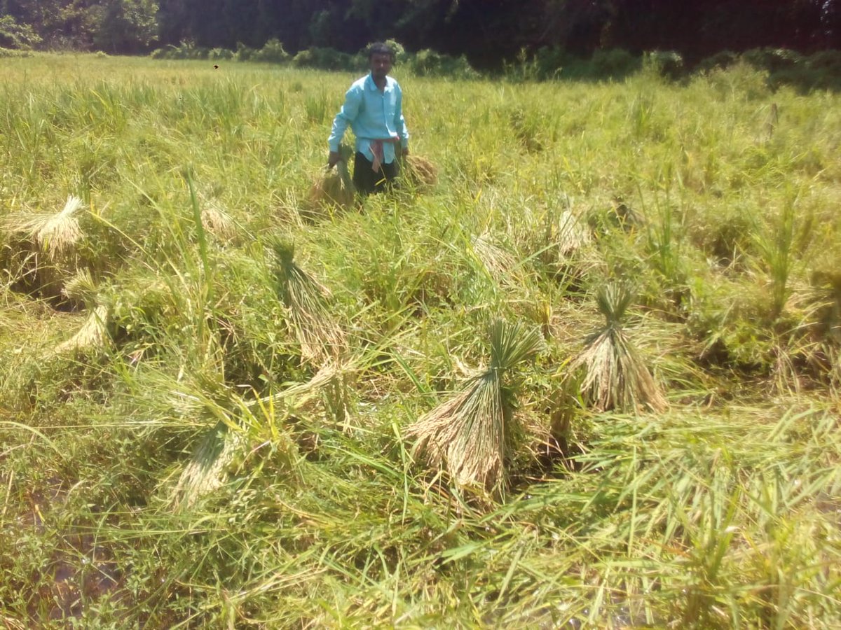 ApartArias's tweet photo. Project Development Objective (PDO) of APART is to “add value and improve resilience of selected agriculture value chains, focusing on smallholder farmers and agro-entrepreneurs in targeted districts of the State of Assam ” #Assam #ruraldev #agribusiness https://t.co/vGLFa8ZJSc