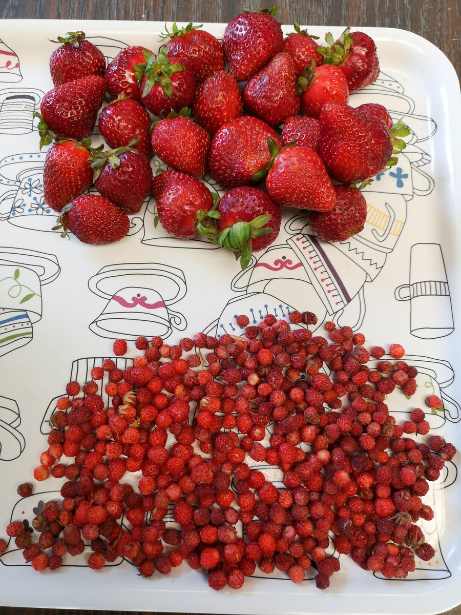 Ode'imin(an) - Strawberry(s)
Ode'imin-kaa - There is lots of strawberries
Ngii-ode'imin-ike - I picked strawberries

#anishinaabemowin #anishinaabe
#eshkinishnaabemjig #eshkinishnaabemjig2019