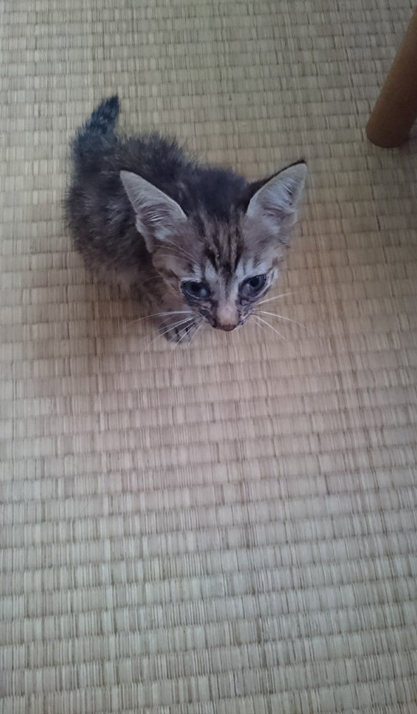 アドレナライズ 公式 トテトテと後をついてくるので元気はあるし みゃおみゃお鳴くし 大丈夫だとは思うけど でも一応 今日の朝ごはんは特別食にしようかな アドレナライズ 公式 トテトテと後をついてくるので元気はあるし みゃおみゃお鳴くし 大丈夫だとは思うけど でも一応 今日の朝ごはんは特別食にしようかな