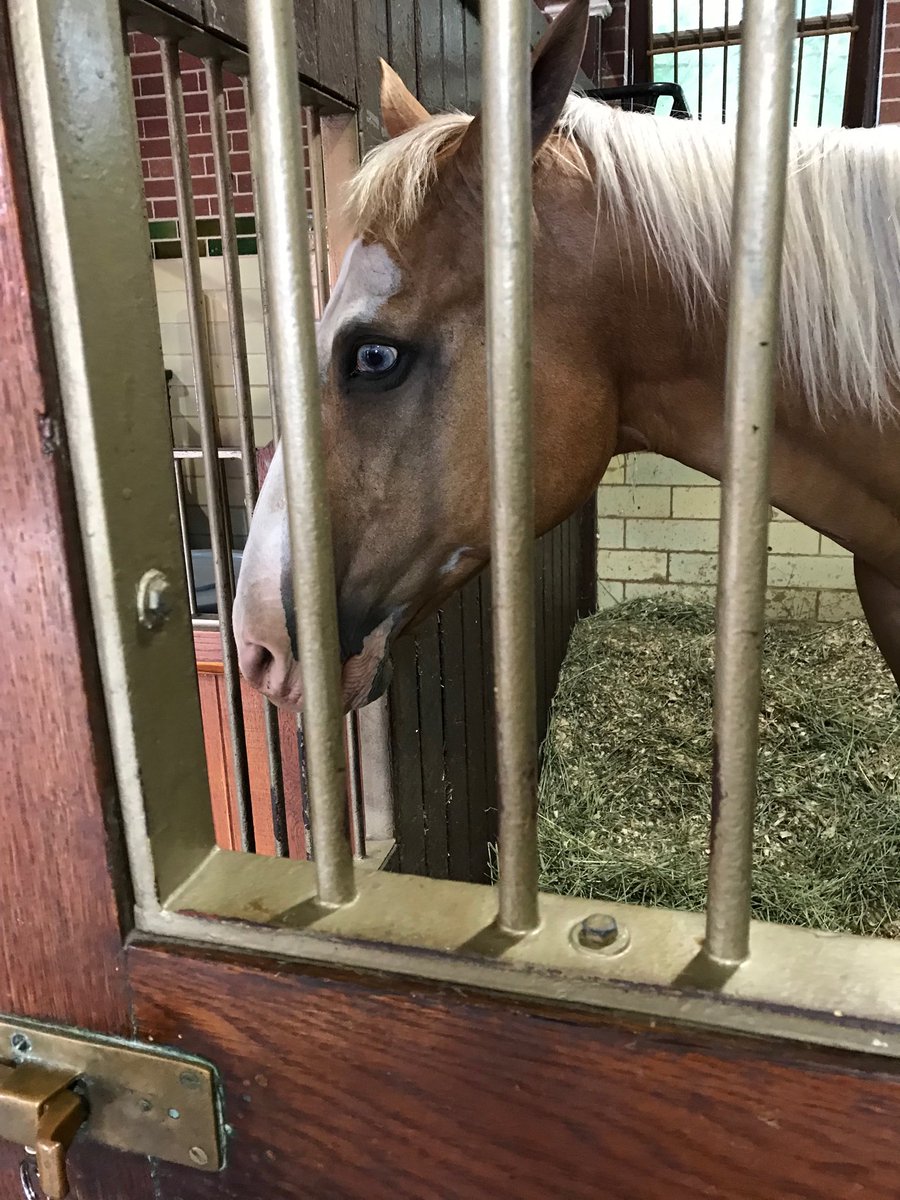 headrick_lori's tweet photo. Beautiful Clydesdale Horses at Grant’s Farm💕💕#SNAchildnutrition https://t.co/WjUwULvlpb