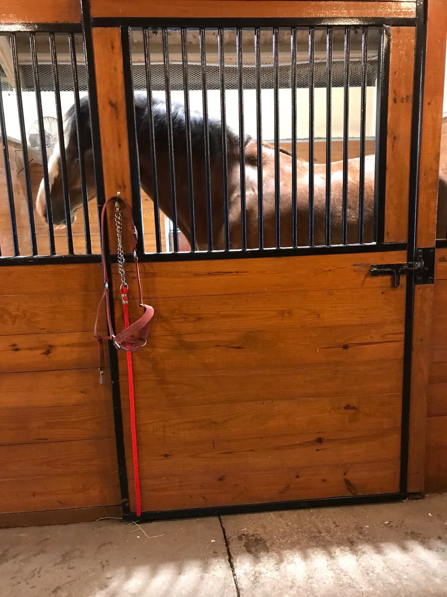 Beautiful Clydesdale Horses at Grant’s Farm💕💕#SNAchildnutrition