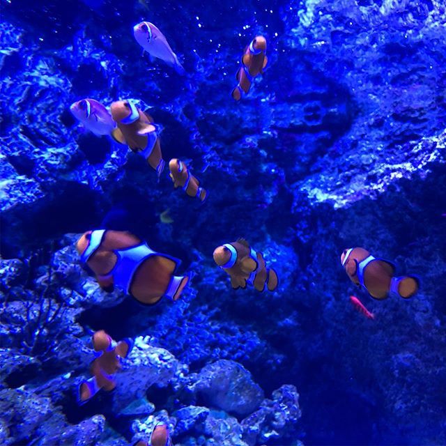 クラウンアネモネフィッシュ