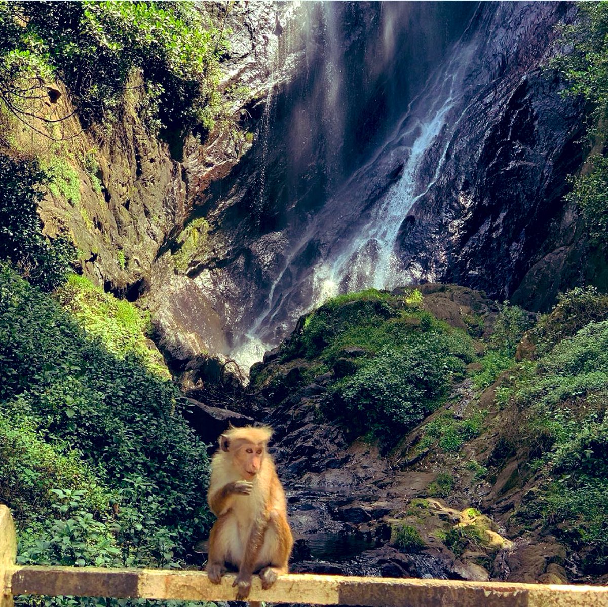 MaduCgamage's tweet photo. #travelphotography#wonderofasia#travelsrilanka 🇱🇰 https://t.co/lmvAA6W7hj