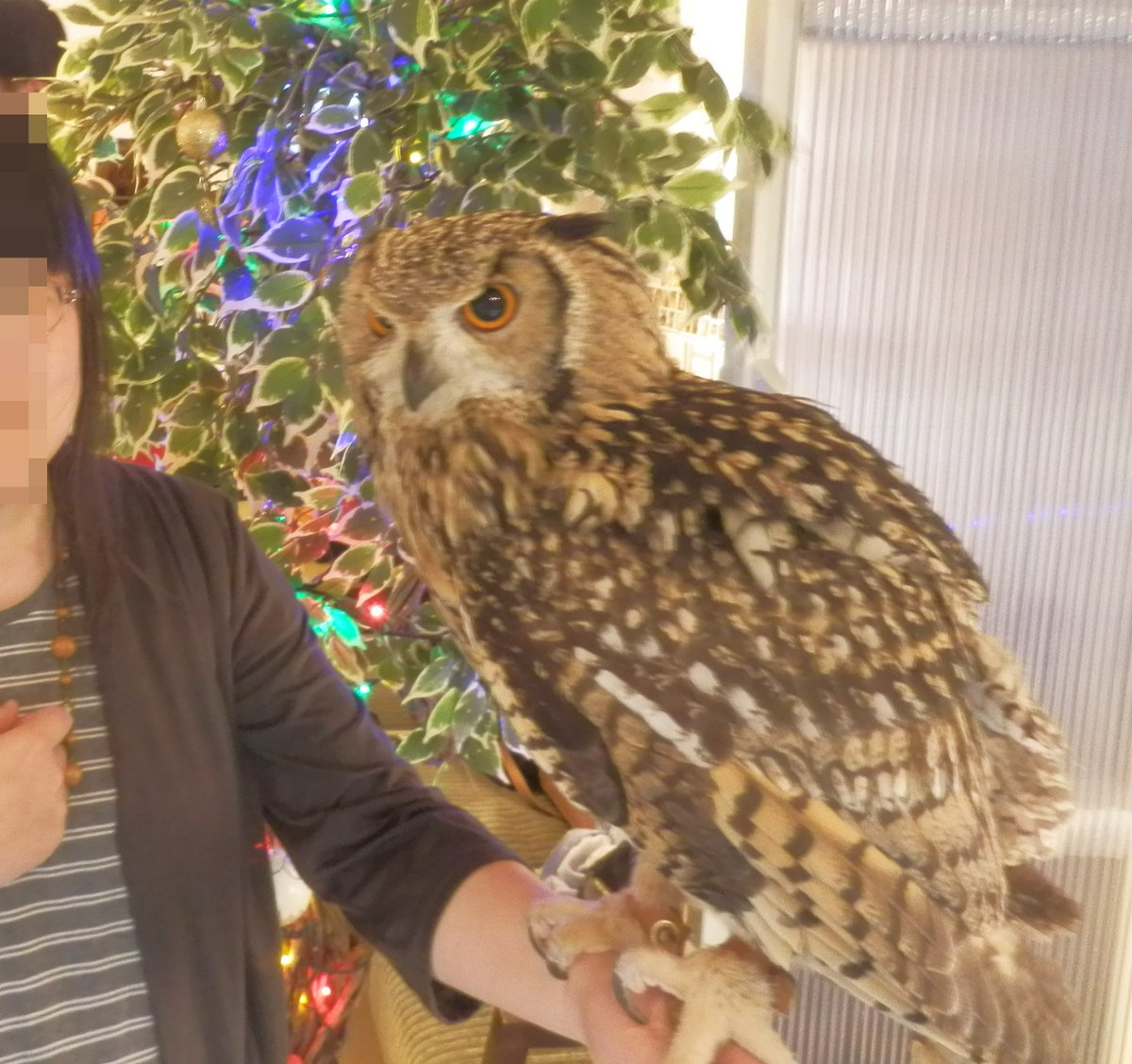 ট ইট র 史都玲沙 以前 私が撮った野生の鳥写真を載せたけど フォルダの中に残ってた飼われてる鳥の写真を放出 １枚目 ベンガルワシミミズク ２枚目 モリフクロウ ３枚目 アフリカオオコノハズク 全部フクロウカフェの写真 １枚目の鳥はメッチャでかい