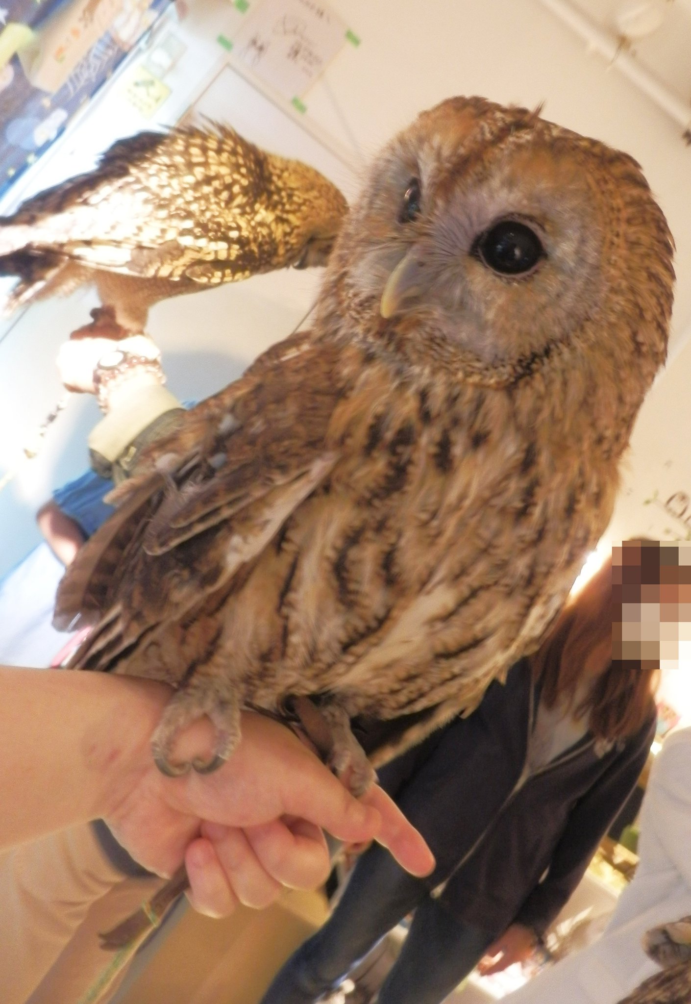 史都玲沙 6 6コミティア え19b 以前 私が撮った野生の鳥写真を載せたけど フォルダの中に残ってた飼われてる鳥の写真を放出 1枚目 ベンガルワシミミズク 2枚目 モリフクロウ 3枚目 アフリカオオ コノハズク 全部フクロウカフェの写真 1枚目の鳥 史都玲沙 6 6コミティア え19b 以前 私が撮った野生の鳥写真を載せたけど フォルダの中に残ってた飼われてる鳥の写真を放出 1枚目 ベンガルワシミミズク 2枚目 モリフクロウ 3枚目 アフリカオオ コノハズク 全部フクロウカフェの写真 1枚目の鳥