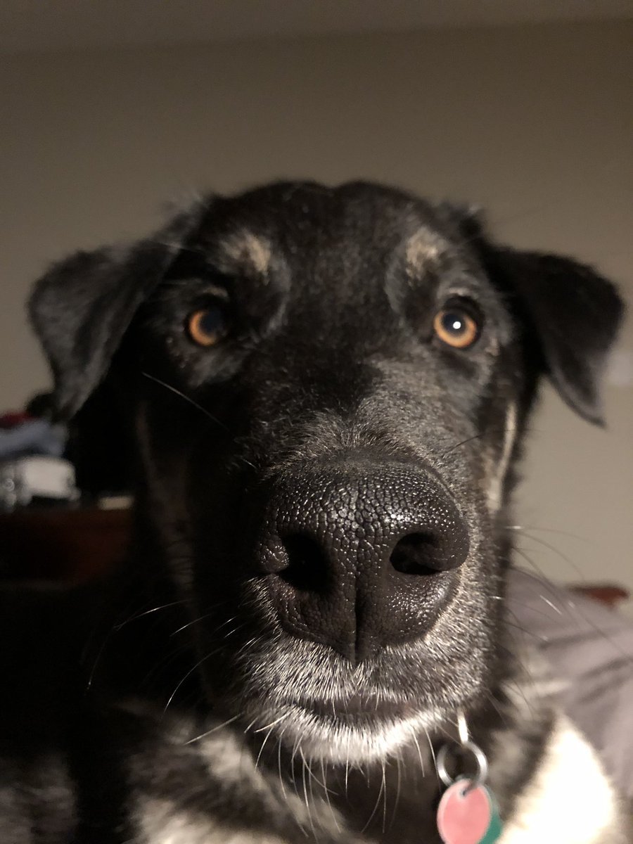 heather_mcil's tweet photo. @SR0D2 @Jerrypleasure Omg your dog is my dogs twin https://t.co/OJsKQ8K8dJ