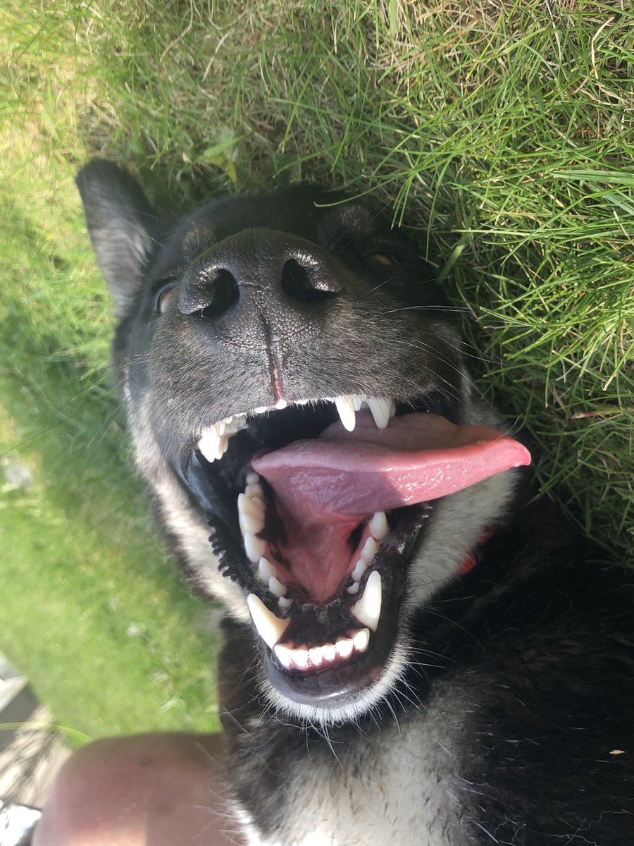 heather_mcil's tweet photo. @SR0D2 @Jerrypleasure Omg your dog is my dogs twin https://t.co/OJsKQ8K8dJ