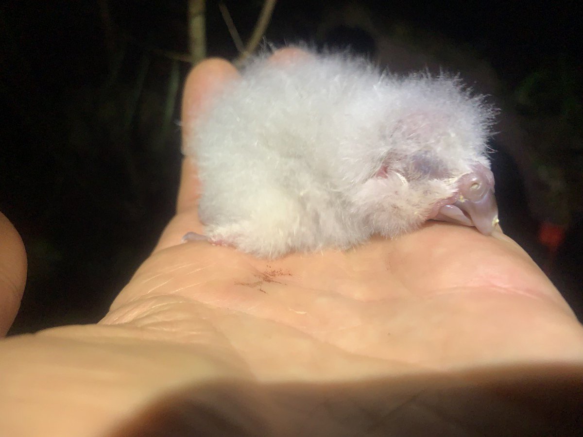 A 3-day kākāpō chick in a person's hand