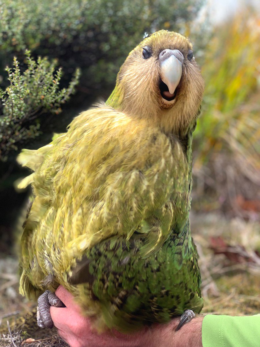 An adult male kākāpō on a person's hand