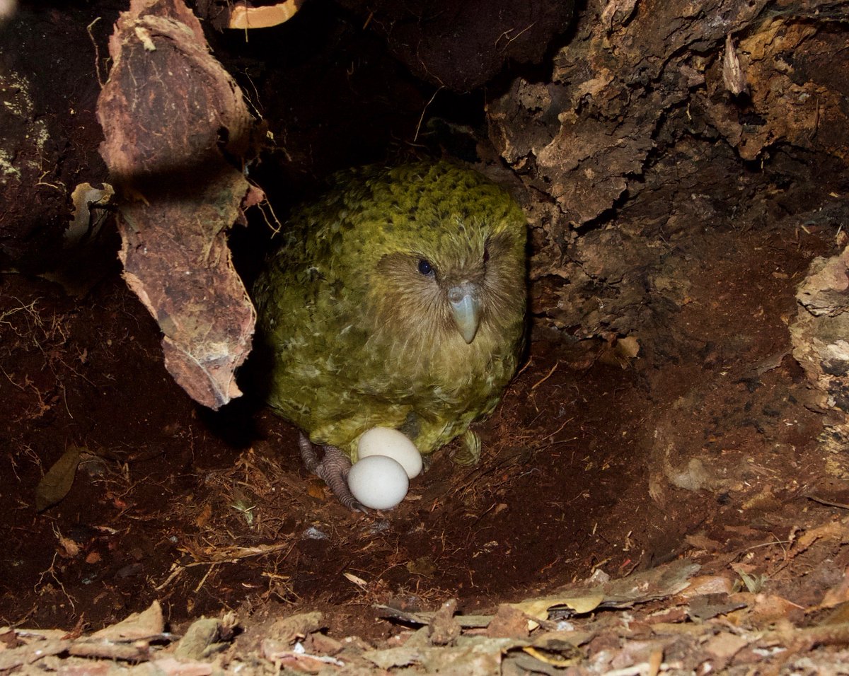 A female kākāpō on a nest