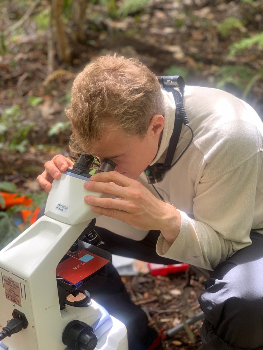 A kākāpō researcher at a microscope