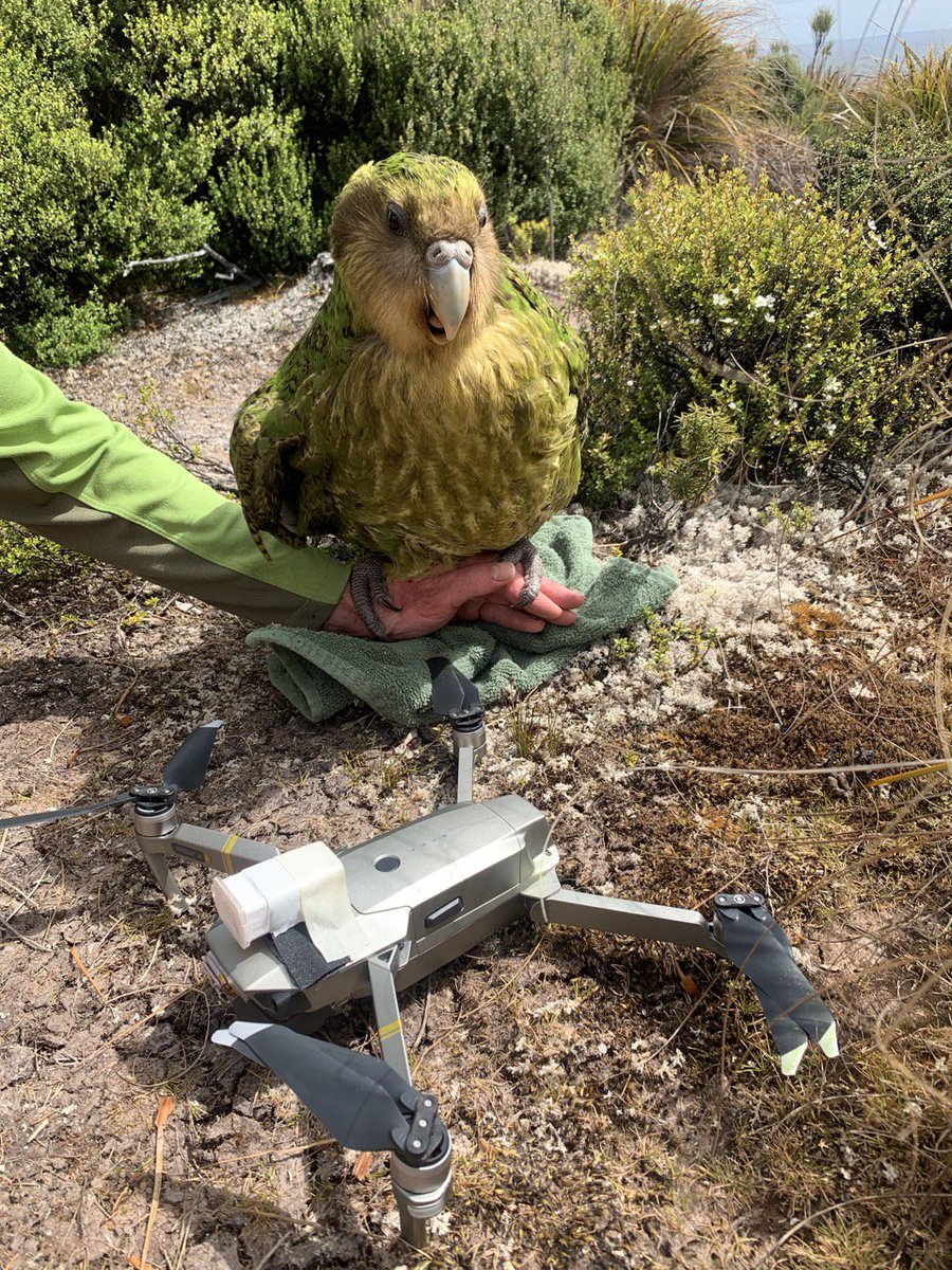 A kākāpō with a drone