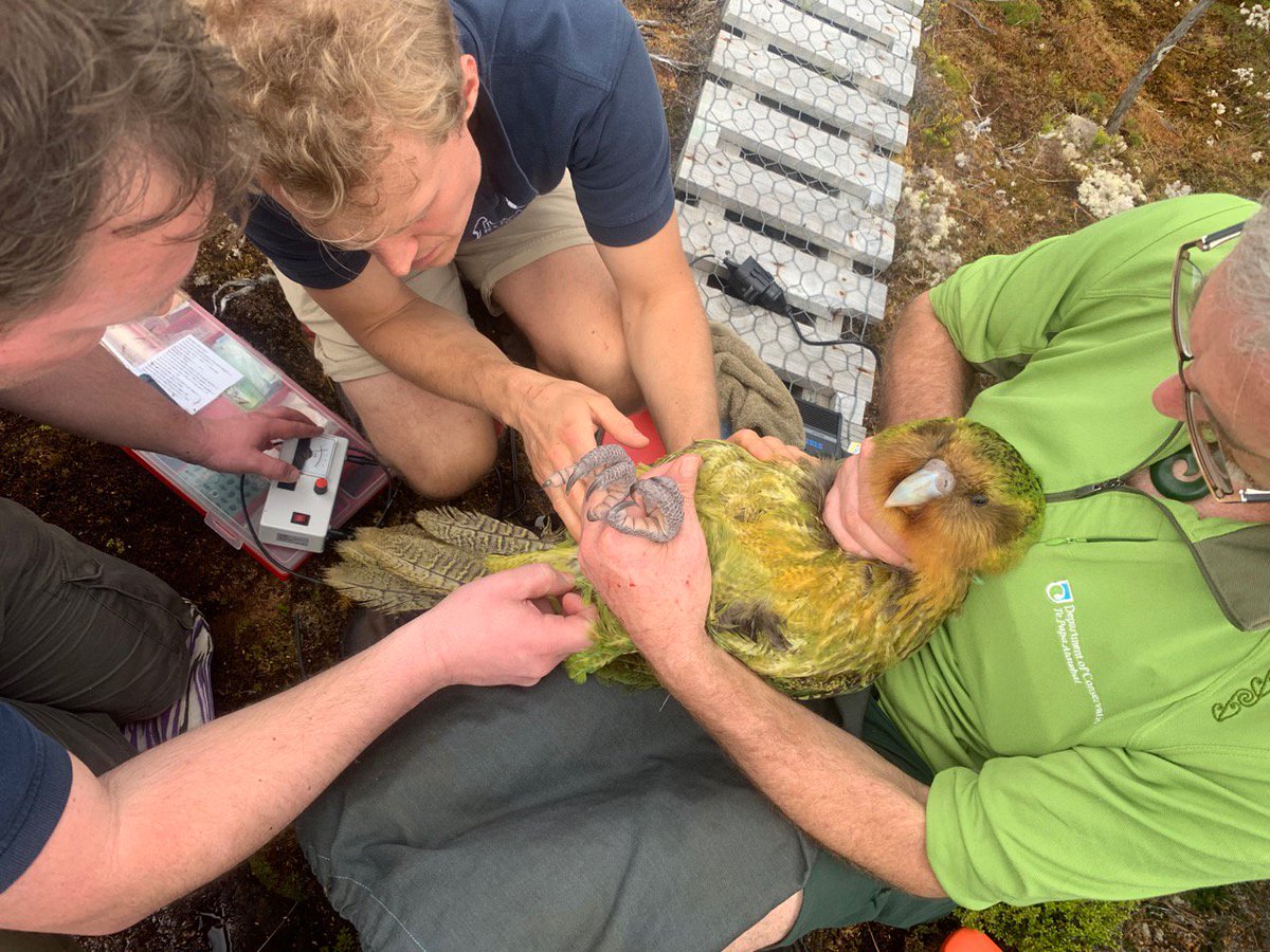Researchers holding a kākāpō