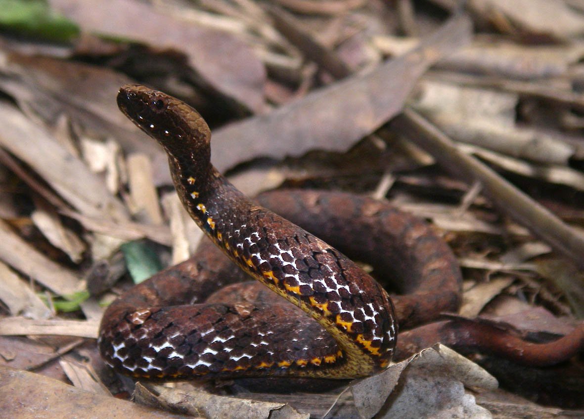jodirowley's tweet photo. Happy #WorldSnakeDay! 

The Mock Viper (Psammodynastes pulverulentus) from Asia has three hemipenes instead of the usual (for snakes) two, &amp; tries so hard to look like a viper, that it even changes its iris shape when threatened to look more vipery! 

See: https://t.co/o9G2F9Bo4s https://t.co/LhtkDlSAfT