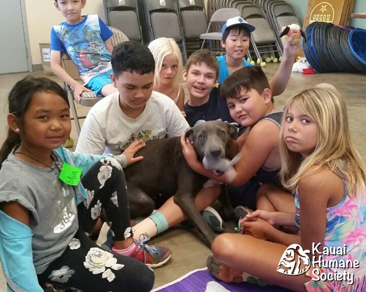 kauaihumane's tweet image. Kauai Friends! The Kauai Humane Society is looking for someone to lead our Critter Camp July 22-26 from 8-4pm. (The person we had is unable to help last minute). We can pay $1,200 for the week. Email support@kauaihumane.org for details!! #alohaforanimals #helpneed #crittercamp