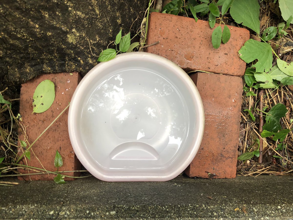aue_cat's tweet photo. 7.16異常なし。チャパチいました!
草刈りのおじさんと話す。
猫箱付近は気をつけて刈ること
お願いしておきました!
#daigakuneko #katpower https://t.co/6S9nLWVpQ5