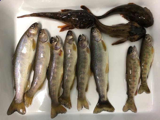 旭川医大寄生虫学講座さん の 19年7月 のツイート一覧 1 Whotwi グラフィカルtwitter分析