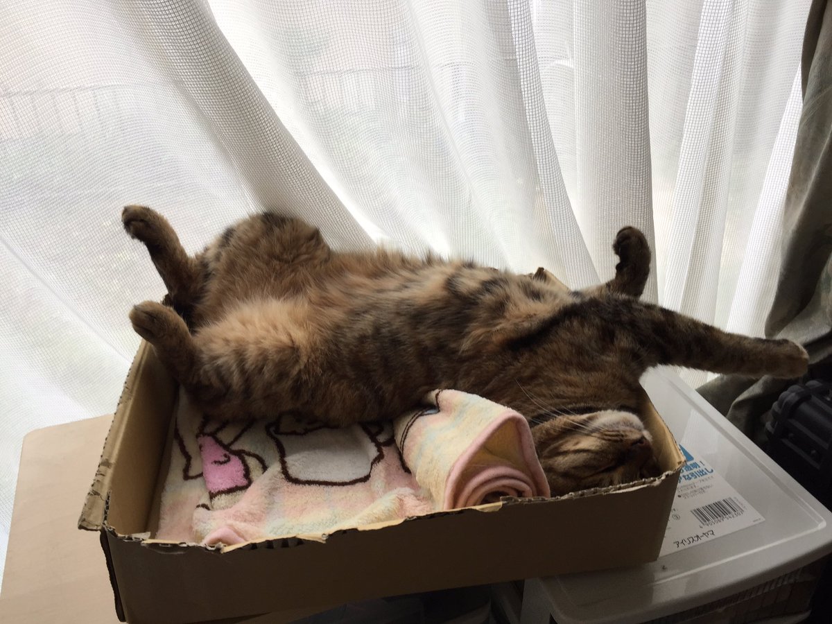 hottospace_r's tweet photo. 野生の本能どこいった？
#猫 #ネコ #事務局長 #寝相 https://t.co/LbKGkl5f64
