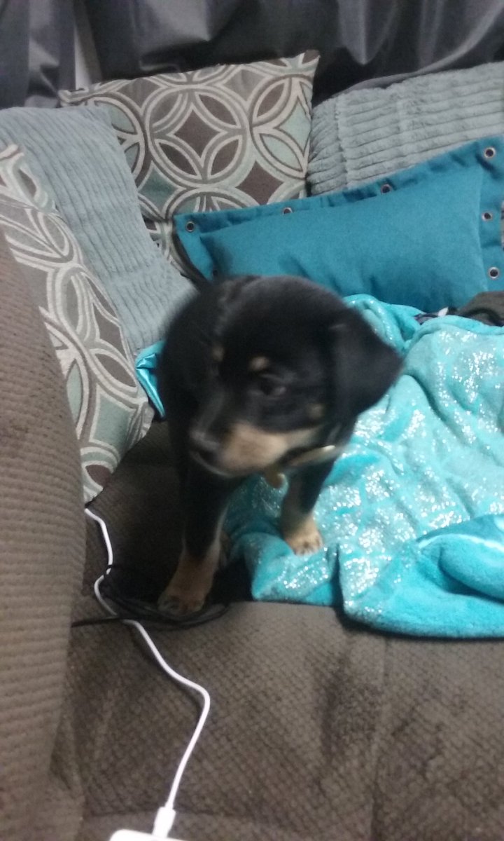 CrayCray_10's tweet photo. anybody's puppy? and or does anybody want her? can't keep her my dog hates her and the shelter is full. https://t.co/YBzHYHlbMM