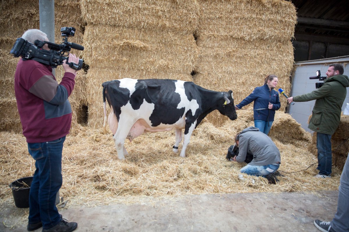 Hoeveel runderen telde Nederland telde op 1 april 2019? cbs.nl/nl-nl/nieuws/2…