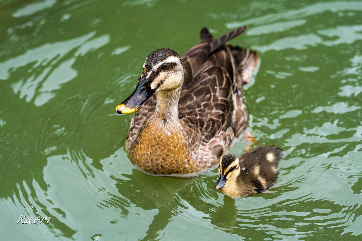 𝚔𝚊𝚘𝚛𝚒 可愛い子見つけた 鴨 カモ カルガモ カルガモ親子