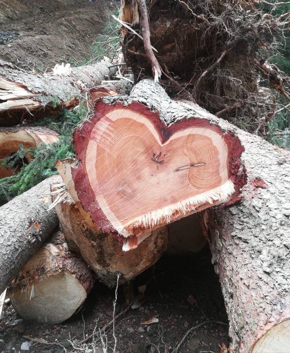 Ris_Belvedere's tweet photo. Il "#CUOREDOLOMITICO" dei nostri #boschi continua a battere❤️
#montagna #vita #alps #amore #valfiorentina #selvadicadore #naturelovers #mountainheart
Seguiteci anche su Instagram https://t.co/nwIA6Dmdbw
https://t.co/oYndRp9hK5 https://t.co/V4RvBD5REU