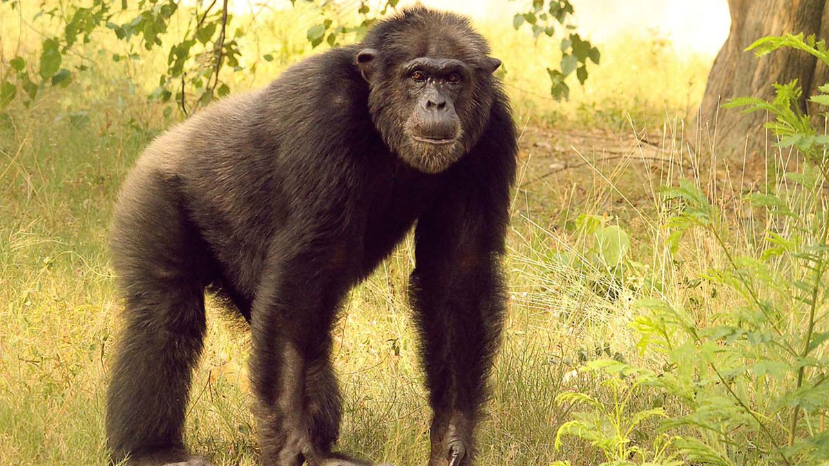 Meet the swedish chimpanzees at Lucknow Zoo named Jason and Nikita. They are very popular among the visitors. When annoyed, Chimps are often seen throwing pebbles at the visitors.
Book your tickets today : ow.ly/dwVs50uUC5b