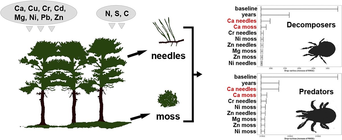 mkdyderski's tweet photo. Our new study on #soil #mite #community #ecology: impact of #macroelements and #pollution on #Mesostigamta and #Oribatida
https://t.co/jZJBDNfI8j https://t.co/jUSCRkCgZf