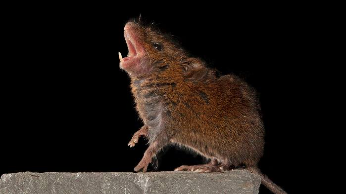 Vet_Summit's tweet photo. https://t.co/z66CK5Z1eg
This singing mouse’s brain could reveal keys to a snappy conversation #veterinaryinfections #AnimalCruelty #AnimalCrossing #animalpathology #animalepidemiology #veterinaryphysiology #Animal #animalreproduction #poultryproduction #Equineresearch #veterinary https://t.co/YyZmq5eJso