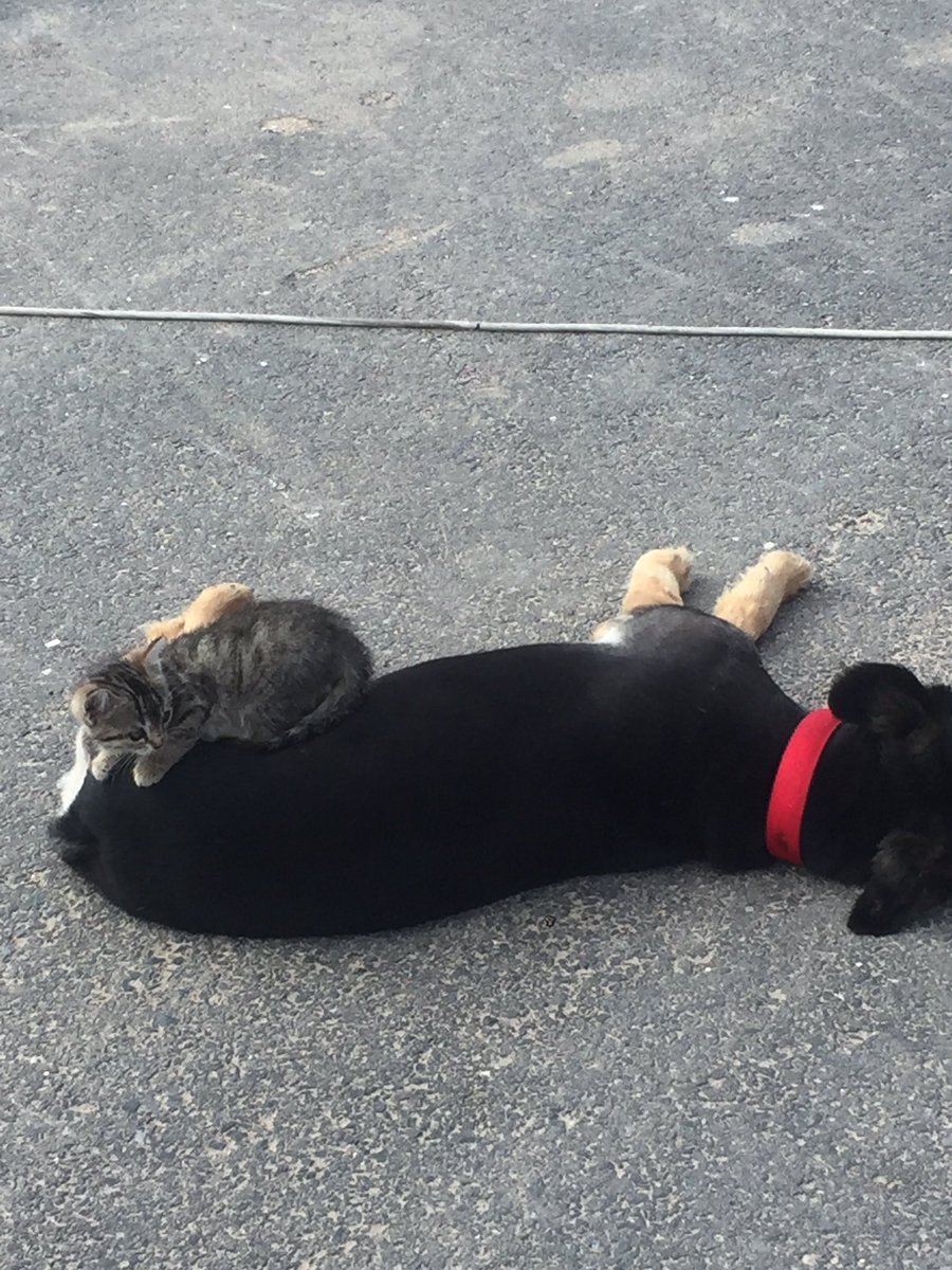 Bakarsınız bir Kedi de gelir yanıbaşına.. <a href="/ziyaselcuk/">Ziya Selçuk</a> <a href="/tcmeb/">Millî Eğitim Bakanlığı</a>